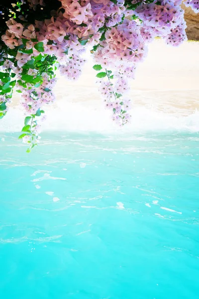 希腊Zakinthos岛的Navagio Shipwreak白色沙滩近观夏季花卉 — 图库照片