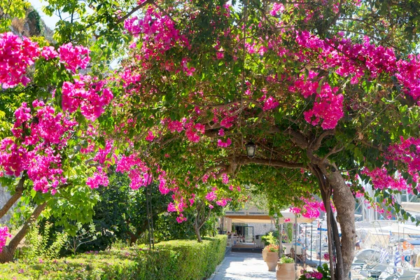 alley with flowers in Corfu town, Greece