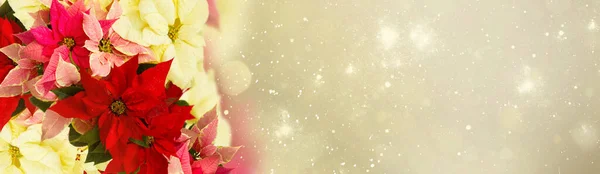 Fresh Poinsettia Flowers Border Christmas Star Festive Golden Bokeh Background — Fotografia de Stock