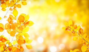 Parlak lıklar ile bokeh arka plan taze sarı sonbahar ağacı yaprakları, kopya alanı