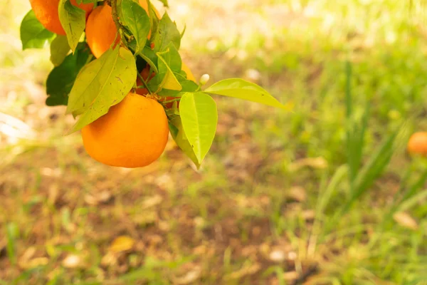 Jardin Orange Avec Branche Orange Gros Plan Soller Mallorca — Photo