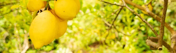 Lemon Garden Fruits Soller Traditional Lemon Garden Web Banner Format — 스톡 사진