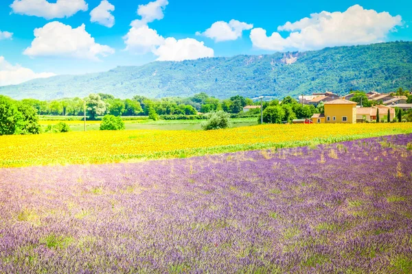 Lavanta Ayçiçekleri Alanı Provence Fransa Ile Kırsal Manzara — Stok fotoğraf