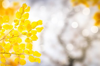 Sonbahar bahçesinde sarı yapraklar, güneş ışınları ve ışıklarla bokeh arkaplan