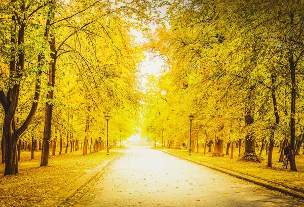 Estrada Pavimentada Parque Queda Com Folhas Douradas Tonificada Retro — Fotografia de Stock