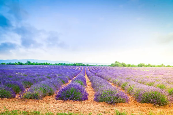 Lavender Flowers Field Rows Summer Sunset Sky Provence France — Stock Photo, Image