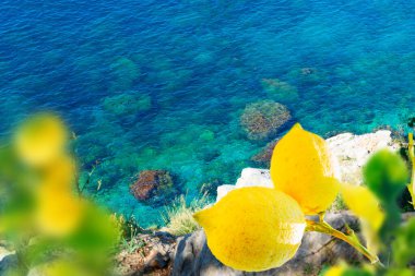 lemons with wild coast and beautiful nature of Mallorca at summer