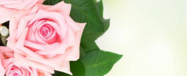 Pembe çiçek açan güller ve Bokeh bahçesi arkaplanı üzerinde sınır çizgileri, web pankartı biçimi