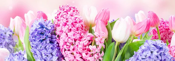 Bunch Hyacinth Blue Pink Fresh Flowers Garden Pink Background Web — стоковое фото