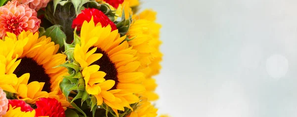 Dahlia Sunflowers Fresh Flowers Copy Space Gray Garden Background Web — Fotografia de Stock