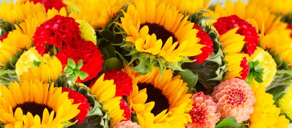 Dahlia Sunflowers Fresh Flowers Copy Space Gray Garden Background Web — Foto Stock