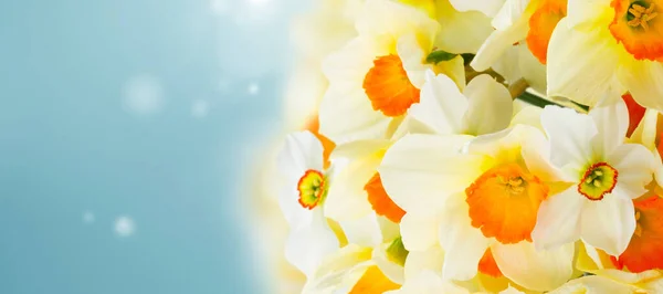Fresh Spring Light Dark Yellow Daffodils Borderover Blue Sky Boke — Stock Photo, Image