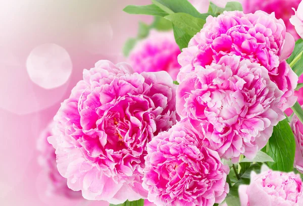 Roze Pioen Tuin Bloemen Witte Achtergrond — Stockfoto