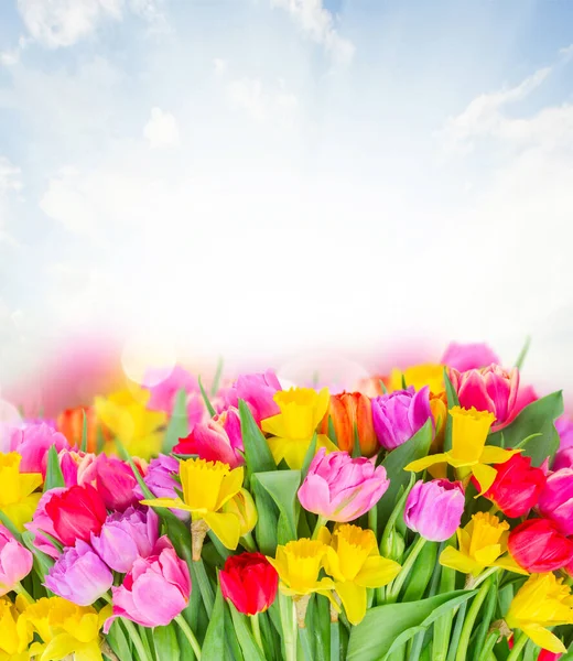 Bunch Fresh Pink Purple Red Tulips Yellow Daffodils Blue Sky — Stock Photo, Image