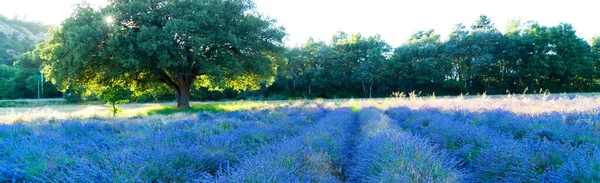 Lavender Flowers Field Tree Provence France Web Banner Format — Stock Photo, Image