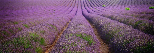 Lavender Flowers Field Rows Summer Blue Pink Sunset Sky Provence — Stockfoto