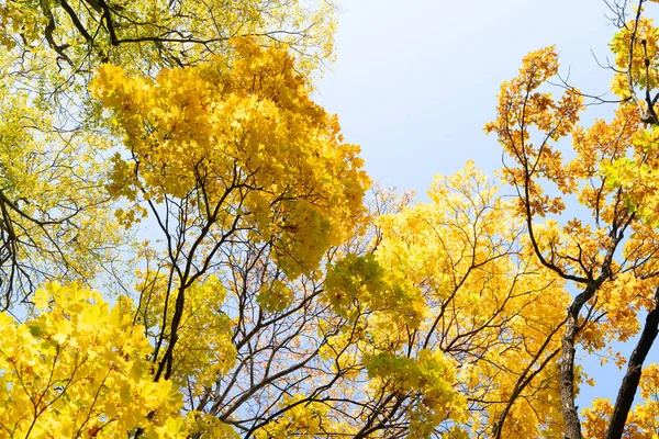 Vibrant golden yellow golden fall tree foliage background