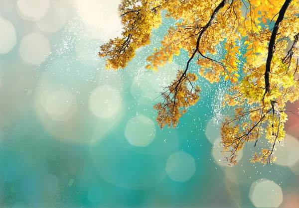 Vibrante Giallo Dorato Caduta Albero Fogliame Fondo — Foto Stock