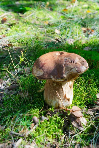 View Boletus Mushrooms Forest — Stockfoto