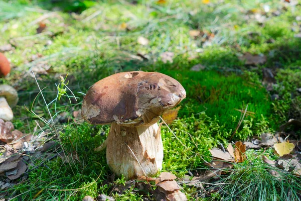 View Boletus Mushrooms Forest Shadow Overlay — Stockfoto