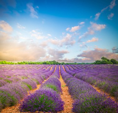 Lavender flowers field rows at summer sunset, Provence, France