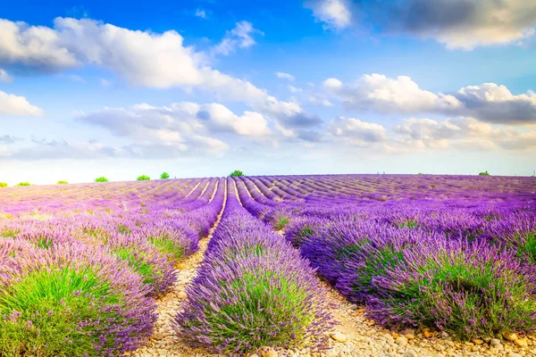 Landskap Med Långa Rader Lavendel Växande Blommor Fält Provence Frankrike — Stockfoto