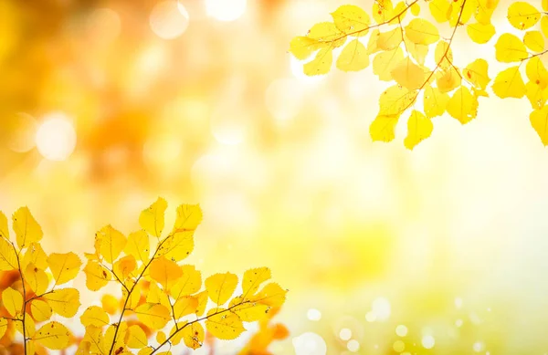 Frisch Gelb Ahorn Herbst Baum Laub Auf Hell Luch Hintergrund — Stockfoto