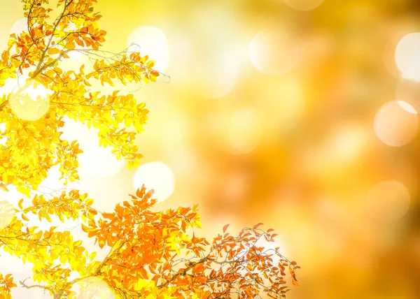 Frisch Gelb Herbst Baum Laub Auf Verschwommenem Park Hintergrund — Stockfoto