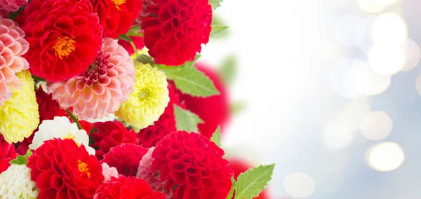 Bando Flores Frescas Dahlia Fronteira Com Espaço Cópia Fundo Azul — Fotografia de Stock