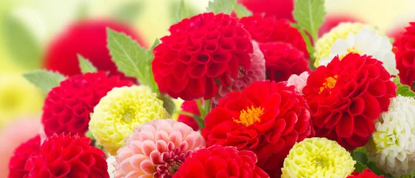 Gäng Dahlia Blommor Över Grön Trädgård Bakgrund — Stockfoto