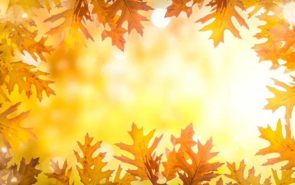 明るい公園の背景に新鮮なオークの秋の木の葉フレーム — ストック写真