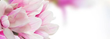 Bunch of Magnolia pink flowers over gray background with copy space, web banner format