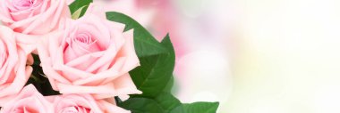 Pink blooming rose flowers and leaves border over garden bokeh background, web banner fromat