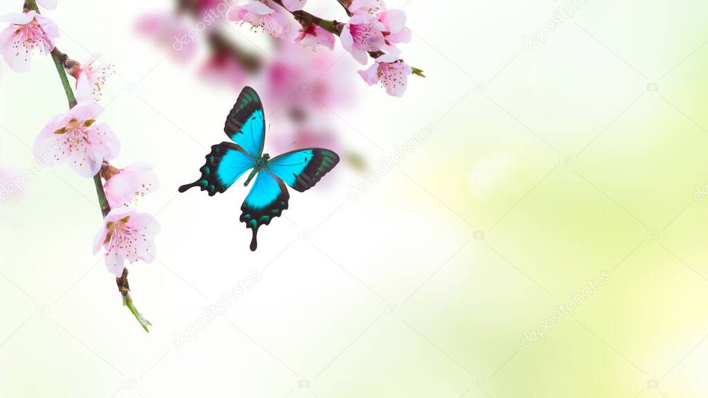 Cherry tree branch with blooming flowers in green garden with butterflies, spring background with copy space