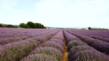 walking through endless fresh Lavender field rows, POV shot, France