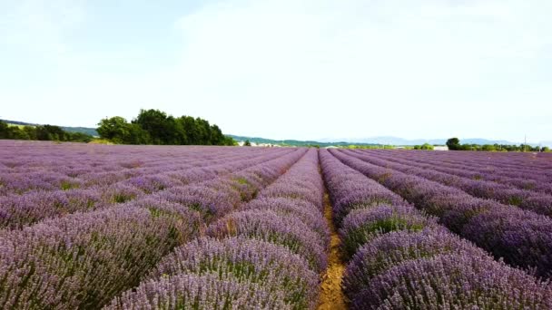 Berjalan Melalui Baris Lavender Segar Tak Berujung Tembakan Pov Perancis — Stok Video