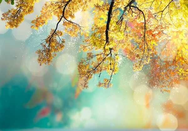 Vibrant Yellow Golden Fall Tree Foliage Sunny Background — 스톡 사진