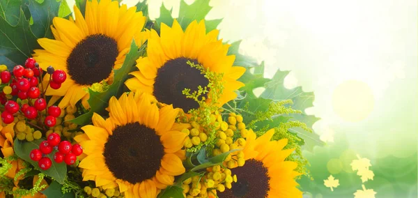 Sunflowers Green Leaves Red Berries Fall Garden Background Web Banner — Photo