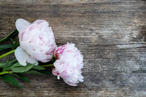 Fresh peonies flowers over old wood background, close up view, summer floral background