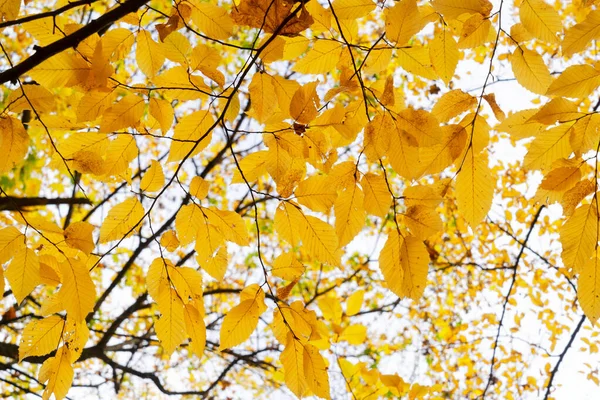 Осенние Листья Ветви Парке Осенний Естественный Фон — стоковое фото