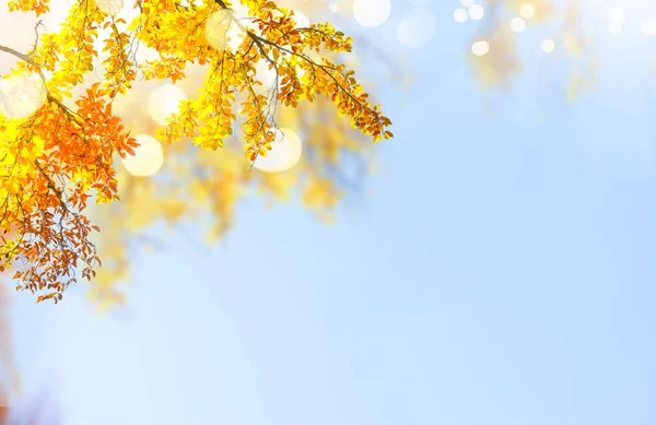 Follaje Árbol Caída Arce Amarillo Fresco Sobre Fondo Cielo Azul — Foto de Stock