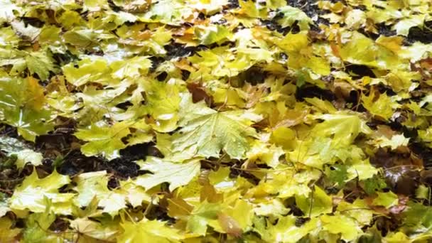 Rain Drops Falling Fallen Yellow Leaves Change Natural Fall Background — Stock Video