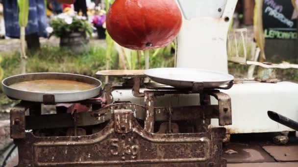 Plaster Dyni Gospodarstwie Rolnik Umieszczający Pomarańczową Dynię Ważeniu Vintage — Wideo stockowe