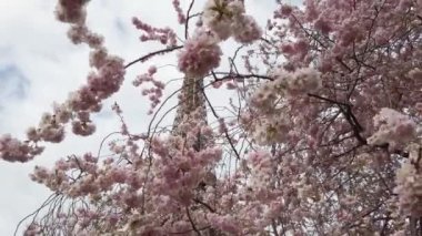 Eyfel Kulesi, pembe sakura bahar çiçekleri, Paris, Fransa