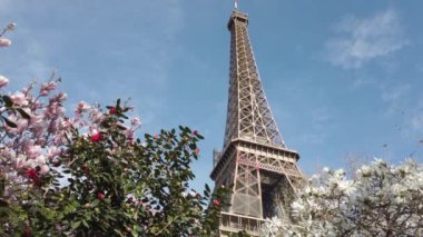 Pembe ve beyaz manolyalı Eyfel Kulesi bahar çiçekleri, Paris, Fransa