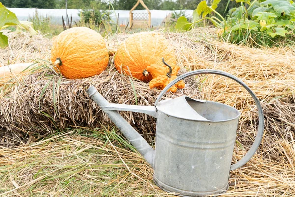 pumpkin patch at farm, growing pumpkins and watering can
