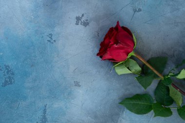 Kırmızı gül çiçeği, Sevgililer Günü arka planı, kopyalama alanı