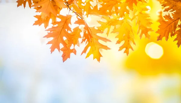 Eichenblätter Auf Herbst Garten Bokeh Hintergrund Mit Sonnenstrahlen Und Lichter — Stockfoto