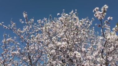 Badem çiçekleriyle dolu bir bahçe.