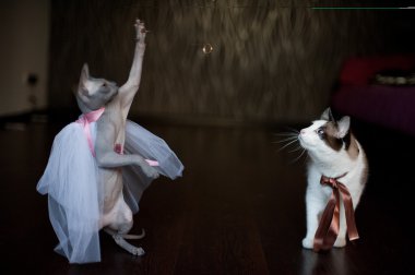Two cats as the groom and bride clipart